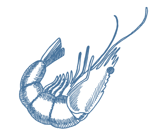 Café Gannet illustration